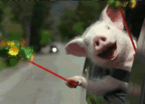 th_weepig