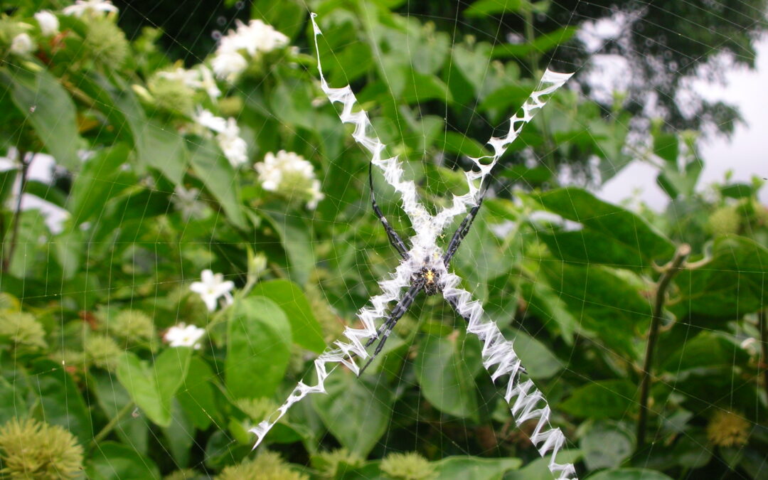 CRAB vs CANE SPIDERS (PART 2)